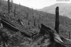 Ref TREES 15 – A burned forest near Yachats, Oregon, USA