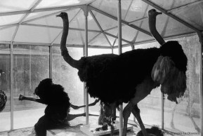 Ref Zoo 14 – Three ostriches, one of which has fallen on its side
