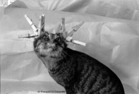 Ref Zoo 24 – Stuffed cat with clothespins on its ears