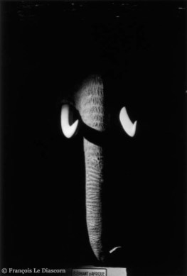 Ref Zoo 5 – African elephant emerging from the shadows of the Gallery