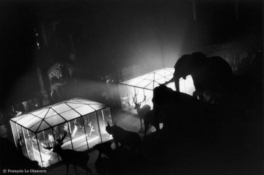 Ref Zoo 6 – Elephants, rhinoceroses and deer in front of lighted cages