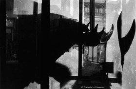 Ref Zoo 9 - Rhinoceros and its shadow in the Gallery