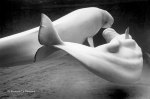 Ref / CREATURES 6 - "The white whales"", a couple of white Beluga whales ""dancing and embracing"" at the Coney Island aquarium, New York, USA