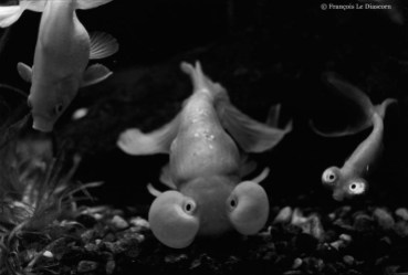 Ref CREATURES 1 – Froghead goldfish (carassius carassine var. hexophthalmus), Tokyo tower aquarium, Japan