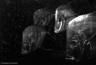 Ref CREATURES 11 – The “Look-Downs” (alectis alexandirinus). Basel aquarium, Switzerland