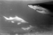 Ref CREATURES 4 – Bull-Shark, Coney Island aquarium, New York
